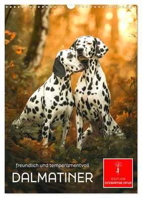 Produktbild von Dalmatiner - freundlich und temperamentvoll (Wandkalender 2027 DIN A3 hoch), CALVENDO Monatskalender
