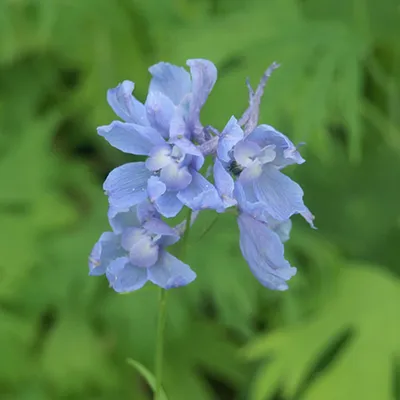 Produktbild von 6 x Rittersporn  - Delphinium 'Cliveden Beauty'  | Topf 9cm x 9cm