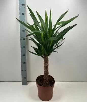 A potted Yucca elephantipes plant is shown next to a ruler for scale.