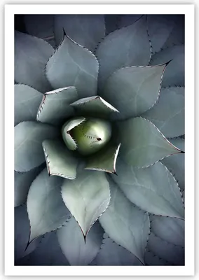 Produktbild von Poster - Poster ohne Rahmen - Blau Blätter Agave - 70x100 cm - Wand Bild - Wanddeko - Wandbilder - Kunstposter - Wandposter - Bilder - Kunstdruck - Wanddekoration - Wandbild - P2XPA70x100-5133