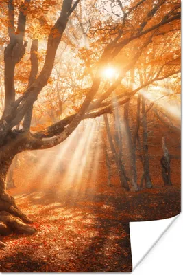 Produktbild von MuchoWow® Poster Baum - Natur - Herbst 120x180 cm - Kunstposter