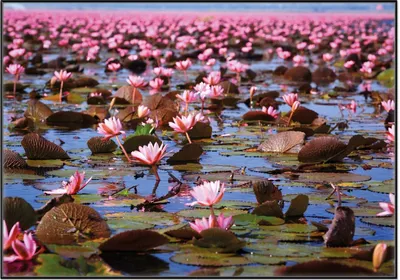 Produktbild von Wallario Wandbild Seerosenlandschaft mit rosa Blüten, Größe: 70,30 x 100,30 cm, Poster mit schwarzem Aluminiumrahmen