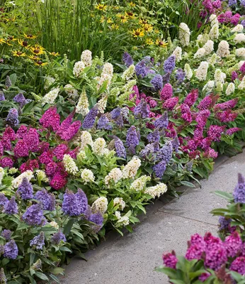 BALDUR Garten 3x Heuchera 'Eternal Flame'  Feuerrote Staude Im 9cm Topf,  Winterhart & Bienenfreundlich