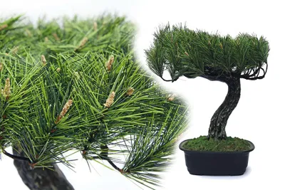 Produktbild von Bonsai Pinie 35 cm künstlich wie echt Kunstblume Kunstpflanze Kunstbaum Deko