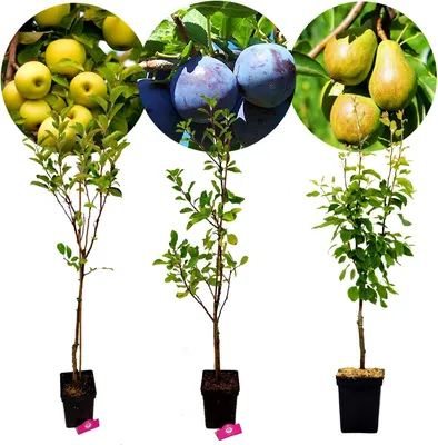 Produktbild von Set mit 3 Obstbäumen – 1 Apfel, 1 Birne, 1 Pflaume – Höhe +100 cm – 5-Liter-Topf – Mix C