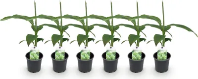 Image de Green boutiQ - Plante fruitière - Bananiers - Musa basjoo - Résistante au froid - 6 plants - Pot de 12 cm, hauteur 30 cm