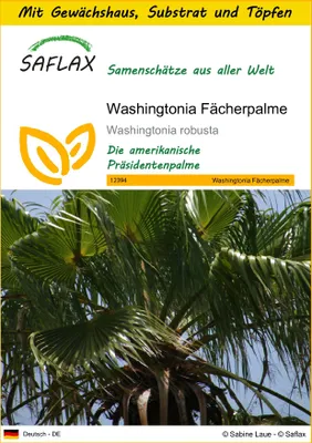 Produktbild von SAFLAX Anzucht Set - Washingtonia Fächerpalme - Washingtonia robusta - 12 Samen - Mit Mini-Gewächshaus, Anzuchtsubstrat und 2 Töpfen