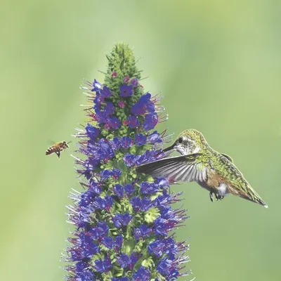 Produktbild von RP 20 Servietten Bird and Bee 33x33cm
