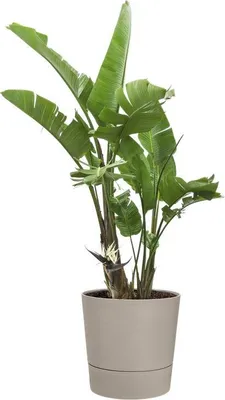 Produktbild von elho Pflanztopf – Robuster Blumentopf für den Innen- und Außenbereich