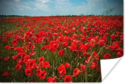 Produktbild von MuchoWow® Poster Eine Wiese voller Mohnblumen 180x120 cm - Fotoplakat