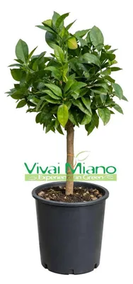 Immagine prodotto di Pianta di Limone Rosso (vaso - 20)