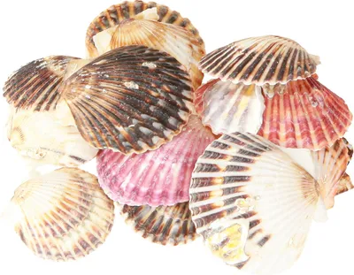 Produktbild von Herzmuscheln zum Basteln und Dekorieren für maritime Gestaltungsideen
