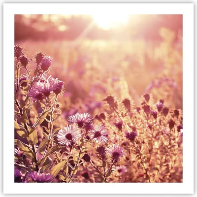Produktbild von Poster - Poster ohne Rahmen - Wiese Blumen Sonne - 60x60 cm - Wand Bild - Wanddeko - Wandbilder - Kunstposter - Wandposter - Bilder - Kunstdruck - Wanddekoration - Wandbild - P2XAC60x60-4819
