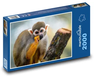 Zdjęcie produktu dla martinpuzzle - Puzzle 2000 - Mała małpka