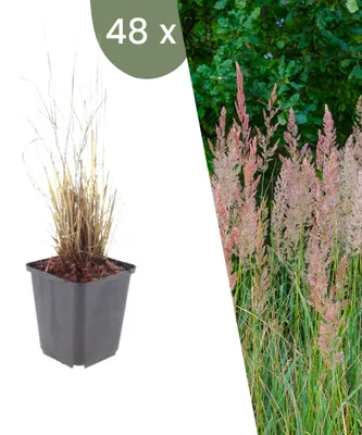 Image de Plants by Frank | 48 Plantes de calamagrostide | Calamagrostis brachytricha | Graminées ornementales rustiques | Plantes vivaces | Plantes de jardin