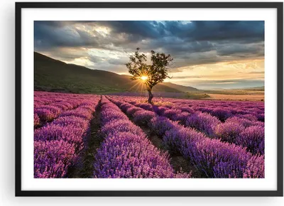 Produktbild von Gerahmtes Poster - Schwarzer Rahmen - Lavendel Berge Feld - 70x50 cm - Wand Bild - Wanddeko - Wandbilder - Kunstposter - Wandposter - Bilderrahmen - Bilder - Kunstdruck - Wandbild - P2BAA70x50-3645