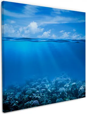 Produktbild von Wallario Premium Leinwandbild Unterwasserwelt Meer in Größe 50 x 50 cm