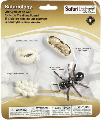 Produktbild von Safari S663916 - Lebenszyklus der Ameise