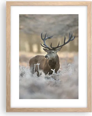 Produktbild von Gerahmtes Poster - Rahmen in heller Eiche - Hirsch Wald Natur - 30x40 cm - Wand Bild - Wanddeko - Wandbilder - Wandposter - Bilderrahmen - Bilder - Kunstdruck - Wandbild - P2NPA30x40-3744