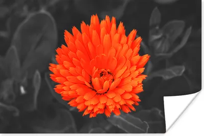 Produktbild von MuchoWow® Poster Blumen - Orange - Schwarz - Weiß 120x80 cm - Bilder