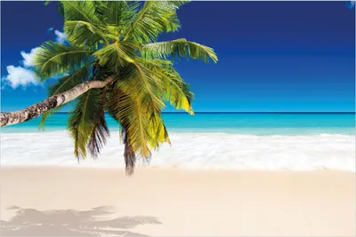 Produktbild von Wallario selbstklebendes Poster - Südseestrand in der Karibik mit Palme, Größe: 100 x 150 cm