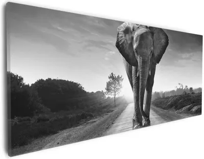 Produktbild von Wallario Premium Leinwandbild Elefant bei Sonnenaufgang in Afrika schwarzweiß in Größe 30 x 75 cm