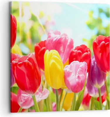 Produktbild von Bild auf Leinwand - Leinwandbild - Tulpe Blume Garten Plantage - 70x70cm - Wand Bild - Wanddeko - Leinwanddruck - Bilder - Kunstdruck - Wanddekoration - Leinwand bilder - Wandkunst - AC70x70-2466
