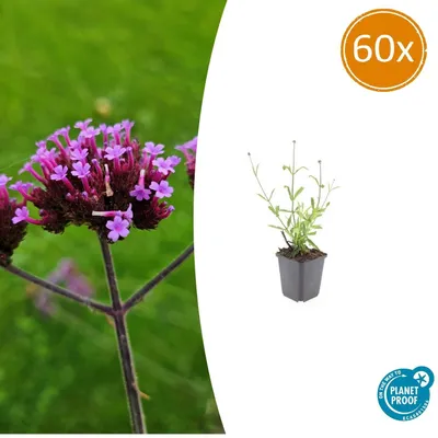 Obrázek produktu pro Okrasná trvalka - Verbena bonariensis 'Lollipop' - 9cm kvetinác - sada 60 rostlin