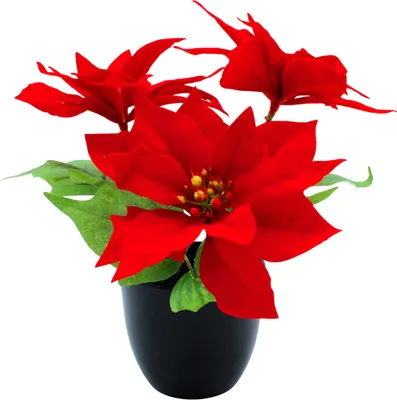 A close-up studio shot of a red artificial poinsettia plant in a black pot.