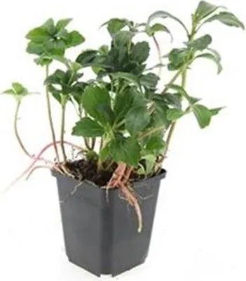 Obrázok produktu pre Pachysandra 'Green Sheen' - 9 cm kvetiná? - sada 60 rastlín