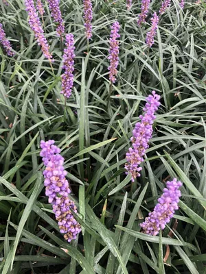 Produktbild von 6 x  Liriope muscari - Glöckchenentraube -  Topf 9 x 9 cm