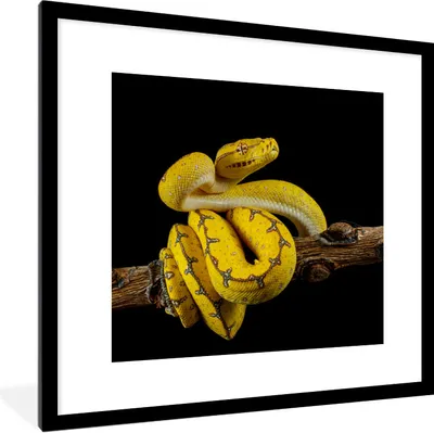 Produktbild von MuchoWow® Gerahmtes Poster Schlange - Zweig - Gelb 40x40 cm - Poster mit Schwarzem Bilderrahmen Wandposter Rahmen Foto Bilder - Poster - Plakat im Rahmen