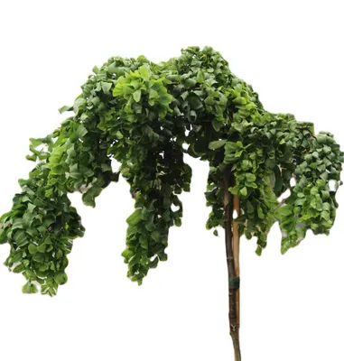 Produktbild von Scheinakazie - Robinia Twisty Baby Hochstamm 80 - 100 cm winterhart
