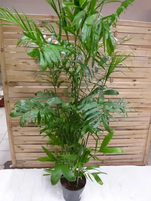 Produktbild von [Palmenlager] XXL Chamaedorea Seifrizii 200 cm / Topf 27 cm Ø / Bambuspalme / große Zimmerpflanze