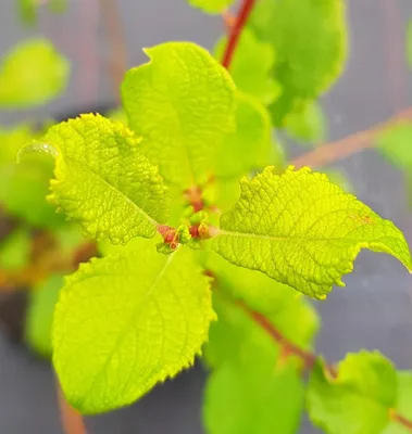 Image de Salix aurita / Saule à oreilles