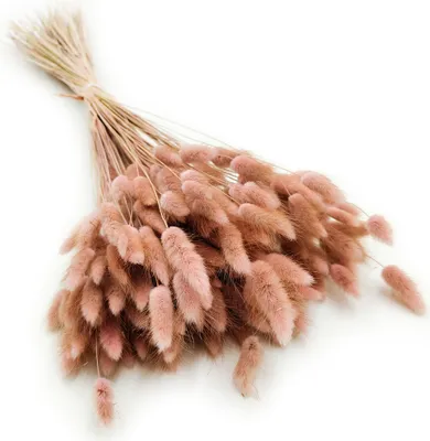 Produktbild von Getrocknete Hasenschwanzgras - (Lagurus) - Altrosa