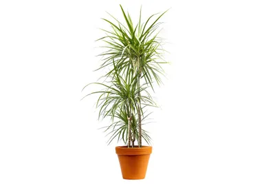 Obrázek produktu pro Gardners Dracaena marginata, průměr 24 cm