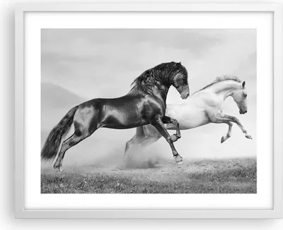 Produktbild von Gerahmtes Poster - Weißer Rahmen - Pferde Tiere Galopp Wiese - 50x40 cm - Wand Bild - Wanddeko - Wandbilder - Kunstposter - Wandposter - Bilderrahmen - Bilder - Kunstdruck - Wandbild - P2WAA50x40-2683