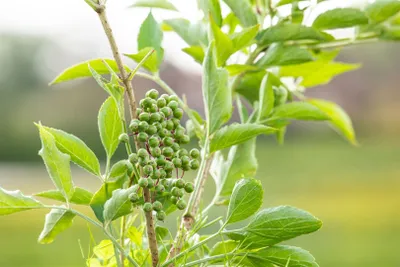 Produktbild von Sambucus nigra 'Obelisk', Schwarzer Holunder, 60–80 cm, säulenförmig