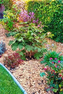 Produktbild von Feldahorn Acer Campestre Nanum 60 - 100 cm cm Ahorn