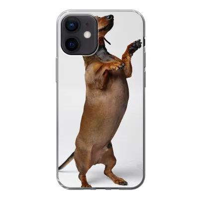 Produktbild von MuchoWow® Handyhülle Schutzhülle Hülle für iPhone 12 Ein Dackel, der auf seinen beiden Hinterbeinen steht Silikon Softcase Handy Hülle - Schutzhülle