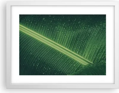 Produktbild von Gerahmtes Poster - Weißer Rahmen - Makro Blatt Tropfen - 40x30 cm - Wand Bild - Wanddeko - Wandbilder - Kunstposter - Wandposter - Bilderrahmen - Bilder - Kunstdruck - Wanddekoration - P2WAA40x30-4372
