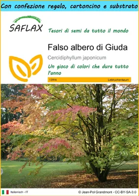 Immagine prodotto di SAFLAX Set regalo - Falso albero di Giuda - 200 semi - Cercidiphyllum