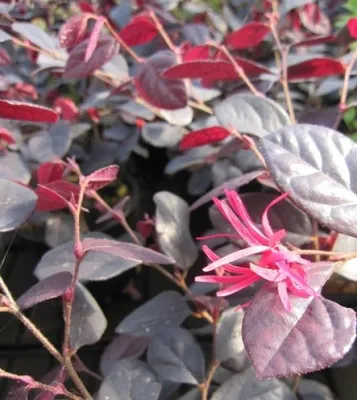 Produktbild von Riemenblüte Rouge de la Majorie - Loropetalum chinense - bienenfreundlich - 25-30cm