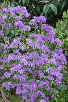 Produktbild von Rhododendron oreotrephes, rosa Blüten, 60–70 cm