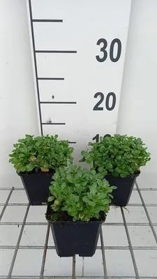 Produktbild von 6 x  Aubrieta hybrida 'Bressingham Red' - Blaukissen - Topf 9 x 9 cm