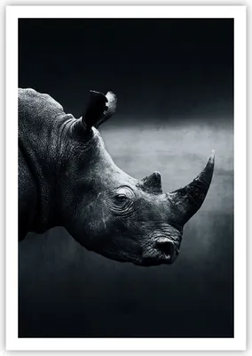 Produktbild von Poster - Poster ohne Rahmen - Nashorn Schwarzweiß Porträt - 70x100 cm - Wand Bild - Wanddeko - Wandbilder - Kunstposter - Wandposter - Bilder - Kunstdruck - Wandbild - P2XPA70x100-4347