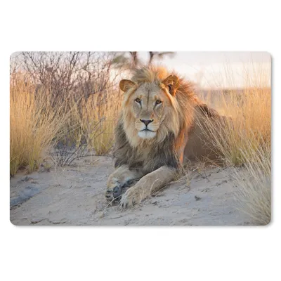 Produktbild von MuchoWow® Schreibtischunterlage Löwe - Morgen - Afrika 60x40 cm - XXL Mauspad - Großes Mauspad