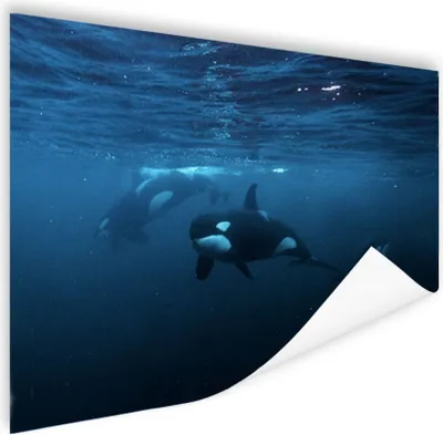 Produktbild von MuchoWow® Poster Orcas unter Wasser 180x120 cm - Fotoplakat