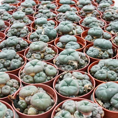 Obrázok produktu pre Lophophora williamsii - Peyote - Peyotl kaktus - kvitnúci, 5,5cm hrniec - Ariocarpus williamsii